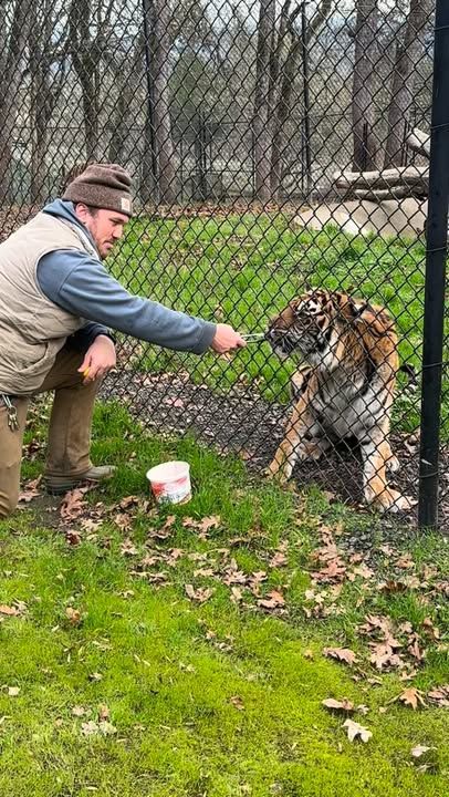 What happens when a Wildlife Safari Tiger runs out of treats!? Check this out!