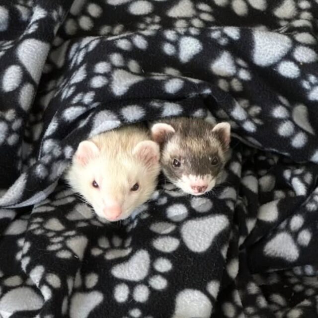 Tomorrow morning we will be visited by Socks and Butterscotch when Wildlife Safari visits us at 9:15 AM :)