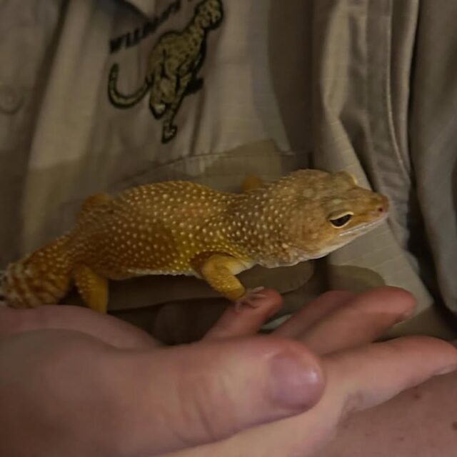 Thanks to @_wildlifesafari for stopping by with Eren the Gecko today and telling us all about some exciting Mother’s Day activities. Be sure to head to Wildlife Safari and also look at the website for upcoming events!