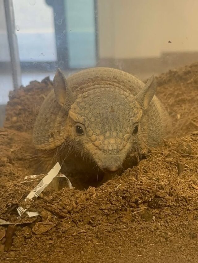 Thanks to Wildlife Safari for stopping by today with a recent addition to the education department, Anakin the Screaming Hairy Armadillo! The guys got to talk with Emma and Rob about Anakin. You can find him in the Education Building and even request him for events, birthdays and more. Wildlife Safari has a few events coming up like Art in The Wild happening September 18th and the Blooming Futures Benefit Dinner September 11th. While visiting be sure to check out the new improved snack shack!
