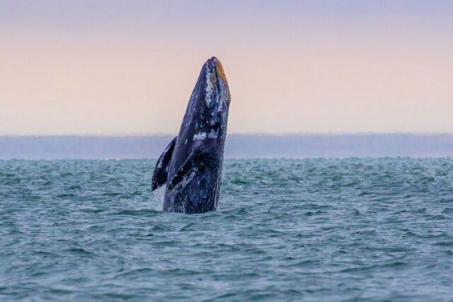 Twice a year, Oregonians gather at key spots on the Oregon coast, scanning the shoreline to catch a glimpse of a unique natural phenomenon: The migration of gray whales. This week, one of those bi-annual watch periods is underway.

This Spring Whale Watch Week, hosted by Oregon State Parks, runs from March 21–29, when gray whales make their way up Oregon's coastline on route to Alaskan waters.

According to National Oceanic and Atmospheric Administration (NOAA) Fisheries Public Affairs Officer Michael Milstein, it's one of the longest migrations for any animal. In winter, they head south to birth and raise calves in the warm waters of Baja, Mexico. They return north in spring to feed, gathering energy to make a new generation of calves.

“Spring is a great time for whale watching because the gray whale migration can be a bit closer on their return trip north, usually within a few miles from shore. As we get later into the spring, we can sometimes see the mothers with calves in tow,” Oregon State Parks Ranger Peter McBride said.

Oregon State Parks (OSP) identified 15 viewing sites across the coastline which are staffed with volunteers to help spot the whales and answer questions. They are staffed from 10 a.m. to 1 p.m. throughout the week.

For viewing in Douglas County, the Umpqua River Lighthouse in Winchester Bay is listed as one of the viewing sites. Other nearby viewing points include Heceta Head Lighthouse, Shore Acres State Park and Face Rock Scenic Viewpoint.

For More Information Please Visit www.nrtoday.com