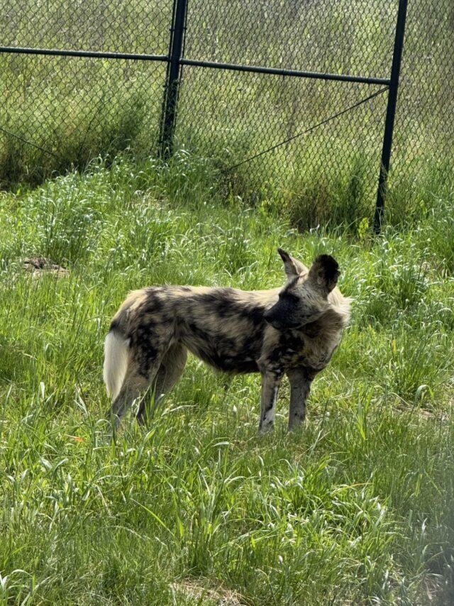 Wildlife Safari has welcomed new African Painted Dogs to the park after the animals arrived May 1, 2026.

Park officials said the animals are currently settling into their new habitat and have been described as shy while adjusting to their surroundings. The new arrivals include 9-year-old male Kiraka and 6-year-old daughters Samburu and Mikumi Mosaic.

For More Information Please Visit www.nrtoday.com