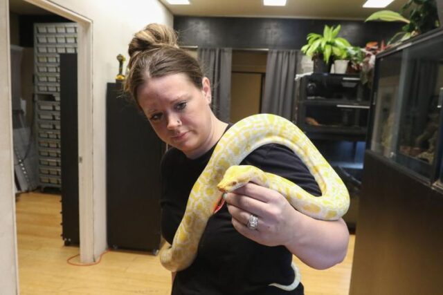 Over six years ago, Ragin' Reptiles Supply owner Kalee Duncan was terrified of snakes. Now, after falling in love with them and other reptiles, she and her family are looking to open a new storefront dedicated to giving them loving owners.

On March 2, Duncan is planning to open the second Ragin' Reptiles Supply location, expanding beyond Sutherlin. It will open in Roseburg at 1945 SE Stephens St.

"We're super excited," Duncan said. "It had been our dream for a long time to own a reptile shop, and the fact that we can own a second one is really exciting for us."

The original Ragin' Reptiles Supply, located in Sutherlin at 1000 W. Central Ave. in Sutherlin, is home to 25 different animals on display at a time, along with a full stock of reptile pet supplies. Complete with an egg incubation and hatching area in the back, there is an average of 300 reptiles on the premises at a given time.

Since its opening, the Duncan's have established a customer base across the country, ranging from Texas to Minnesota to Georgia and even the occasional Canadian shopper.

For More Information Please Visit www.nrtoday.com