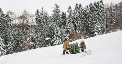 Christmas tree permits are free this year on the Umpqua National Forest.A release from the UNF said visitors can print the free Christmas tree cutting guidelines and district map from the forest’s website. The guidelines and maps identify designated cutting areas and provide important information about where and how to cut a Christmas tree.There is a limit of four personal Christmas trees per household, per season, and trees cannot be resold. Christmas trees can be cut from now until December 31, 2026.Before heading out, visitors should review the guidelines and maps carefully to ensure they are cutting in an approved area and following all forest requirements.For More Information Please Visit www.nrtoday.com