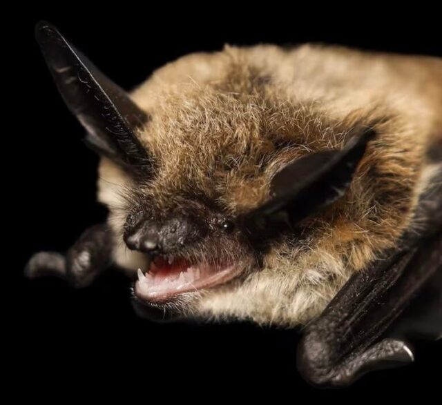 On Wednesday, a joint press release from Douglas County-based health and public safety organizations revealed a bat has tested positive for rabies.

According to the press release, it is the first animal in Douglas County to test positive for the virus in 2026, as well as this year's fourth positive case in Oregon. The last bat to test positive for rabies in Douglas County was in 2021.

The incident began when the Douglas County Environmental Health Division (DCEHD) partnered with Umpqua Wildlife Rescue and the Douglas County Sheriff's Office Animal Control Division (DCSOACD) to test a distressed bat brought in for care by a resident.

After testing, the Oregon Veterinary Diagnostic Laboratory reported the bat had tested positive for rabies. The press release states the resident is encouraged to undergo post-exposure care after handling the bat.

For More Information Please Visit www.NRToday.com