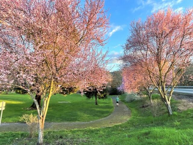 When faced with accepting a bid for Stewart Park's first master plan update in over 25 years, the Roseburg City Council passed a motion to reject them and send the project back for an expansion in scope.

The 5-2 vote to reject bids was made Monday night during a regular council meeting, going against a recommended motion to accept a bid. It follows a unanimous recommendation from the Roseburg Parks Commission to award the project contract to Cameron McCarthy, an Oregon-based planning firm, for $279,370.

For More Information Please Visit www.nrtoday.com
