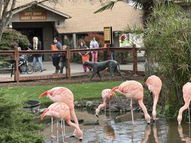 Wildlife Safari has announced that it has earned reaccreditation from the Zoological Association of America, reaffirming its commitment to the highest standards of animal care, conservation, education and guest safety.

A release said ZAA accreditation is awarded following a comprehensive evaluation of an institution’s animal welfare, veterinary care, facilities, conservation efforts and operational standards. Accreditation is renewed every five years through a rigorous process to ensure institutions continue to meet the highest professional standards. Wildlife Safari said earning reaccreditation reflects their continued dedication to providing exceptional care for the animals that call the park home.

For More Information Please Visit www.nrtoday.com
