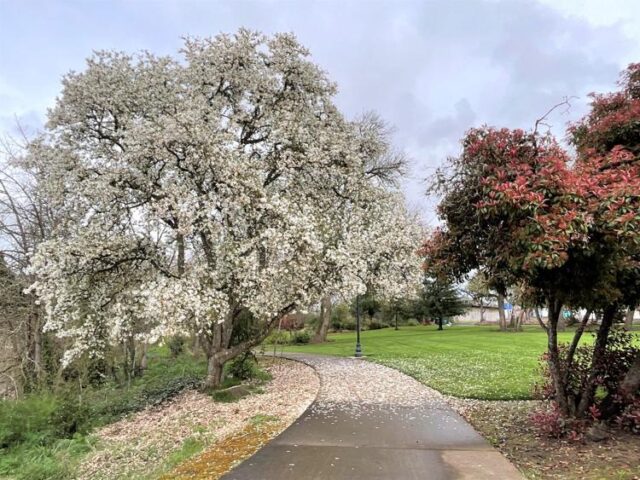 The city of Roseburg will be celebrating Arbor Month throughout all of April, including special activities, a proclamation and tree planting event.

On Monday, April 13, Mayor Larry Rich is expected to proclaim April as Arbor Month, and the Tree City USA flag will fly outside Roseburg City Hall. According to the press release, Roseburg was first designated as a Tree City in 2016 by the Arbor Day Foundation.

The foundation has been using the Tree City USA program since 1976 to "encourage the expansion and preservation of urban forests through tree planting and effective management and recognition of green communities," according to the release. The city applies each year to retain the Tree City title, and the title has been renewed again for 2026.

For More Information Please Visit www.nrtoday.com