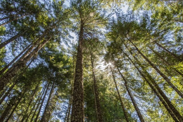 If you are a small woodland owner or manager, you know that keeping your land happy and healthy is not only a physical task, but one that also requires a lot of knowledge. Living in an ever-changing landscape can make it hard to keep up with information that is relevant and accredited. If you are currently looking for a resource that can help you accomplish this goal, then look no further than Tree School Umpqua 2026.

What is Tree School? It is a day-long event of classroom sessions taught by Extension Foresters, professional foresters, and other resource management professionals. Classes are 1.5 hours long, and you can attend up to four over the course of the day. There is something for everyone! Tree School Umpqua will be held at Umpqua Community College on Friday, August 21, 2026, from 8:30am – 4:45pm.

For More Information Please Visit www.nrtoday.com