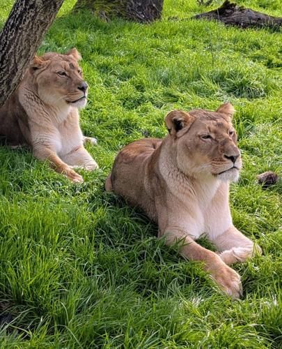 WINSTON — Two African lionesses will be joining the pride at Wildlife Safari, bringing the total number of lions at the Winston park to six.

Thabisa and Lindelani are 9-year-old sisters and join their new pride from Riverbanks Zoo in South Carolina. Wildlife Safari was able to acquire the new lionesses through the Species Survival Plan (SSP).

“The girls have settled in quickly,” said Sarah Huse, carnivore supervisor at Wildlife Safari. “They love watching the free-roaming animals in our North Africa section and observing cars as they pass through the drive-thru. They’re already participating in daily training sessions with their keepers, which is exciting to see.”

For More Information Please Visit www.nrtoday.com