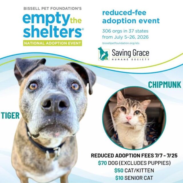 Saving Grace Humane Society has an Empty the Shelters event underway:

Thanks to Bissell Pet Foundation, adoption fees are reduced through July 25th. Dogs – excluding puppies – are $70, cats and kittens are $50, and senior cats are $10. All adopted pets are spayed or neutered, microchipped, and current on vaccines and flea treatment. Saving Grace Humane Society is open Tuesdays through Saturdays from 12:00 p.m. to 6:30 p.m. They are located at 450 Old Del Rio Road, just west of Interstate 5 in the Winchester area.

For More Information Please Visit www.nrtoday.com