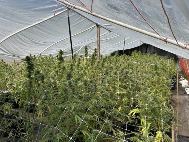 Detectives with the Douglas Interagency Narcotics Team jailed a man on Monday who they had been looking for since a large illicit marijuana growing operation was located in August.

DINT Commander Lieutenant Nick Hansen told News Radio 93-9 FM and 1240 KQEN that on August 4th, DINT served a search warrant in the 1000 block of Tunnel Road in Glendale. As DINT entered the property, 46-year-old Adam Paul Stewart fled on foot with a suspected firearm. Hansen said law enforcement searched for Stewart for some time but were unable to locate him.

For More Information Please Vist www.nrtoday.com