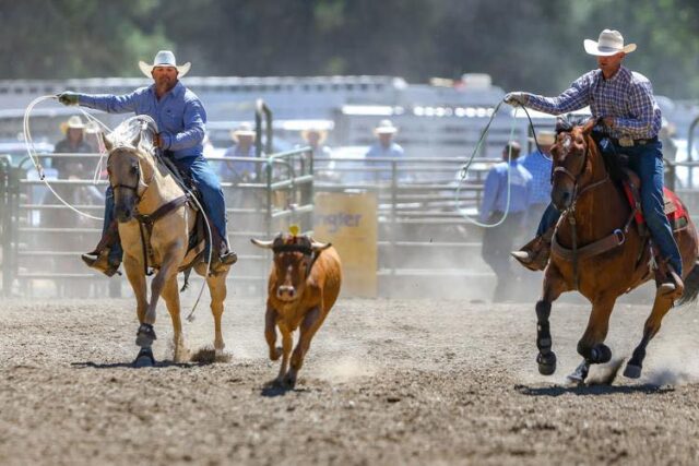 MYRTLE CREEK — Lexie Pickering of Canyonville spent Sunday afternoon preparing herself and her horse Eleanor to join in the barrel racing competition in the South Douglas Rodeo.

"I've been riding since I was like probably like six years old, riding ponies around so a long time," Pickering said. "We've always had a horse around the house."

She said she began competing in about fourth grade, when she joined 4H and got to experience all the rodeo side of horses. Barrel racing became her main sport.

Now at 19 years old, she said she competes most weekends either in rodeos or in other barrel racing competitions.

"I love coming and, like, hanging out with my friends and family at rodeos, and it's always fun to go and compete," Pickering said.

She just finished up her freshman year at Oregon State University, where she is majoring in animal science with plans to attend veterinary school and become a equine sports medicine veterinarian. She said she was interested in this field after competing on horses for much of her life and engaging in some internships with good veterinarians who encouraged her on this route.

She has a spot to keep her horse in Corvallis, so she can stay in shape and keep riding while attending school. The South Douglas Rodeo is her hometown rodeo, she said, and it was fun to come home for the weekend and play in familiar grounds.

"I'll be in Tillamook next weekend and then over the Fourth (of July) will do the Newport and Yoncalla rodeos and then so on with every other weekend," Pickering said.

The 44th Annual South Douglas Rodeo saw riders from across Oregon and California compete in all rodeo events during the warm Father's Day weekend Saturday and Sunday. Event organizer Jamie McElmurry said the rodeo weather was perfect with a breeze coming off of North Myrtle Creek.

For More Information Please Visit www.nrtoday.com