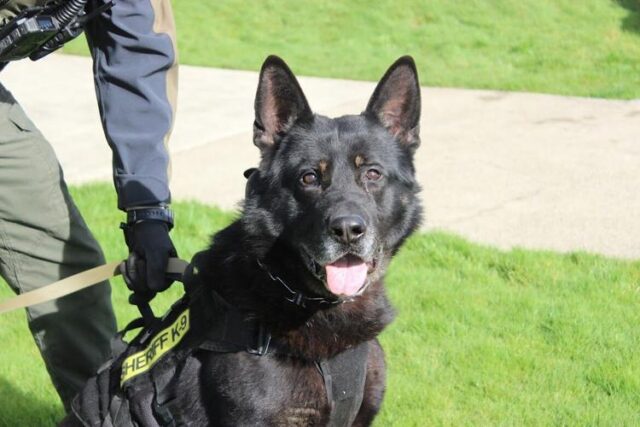The Douglas County Sheriff's Office has announced the retirement of K9 Eros, a German Shepard trained in patrol apprehension.

A DCSO release said K9 Eros, a 8½ -year-old German Shepherd, has been a valued member of the Sheriff's Office since November 2021. Eros was purchased by an anonymous community donor and gifted to the Sheriff's Office. The decision for retirement comes following medical advice of his veterinary care team. Eros will continue to live with his handler where he will be a family dog for the remainder of his life.

For More Information Please Visit www.nrtoday.com