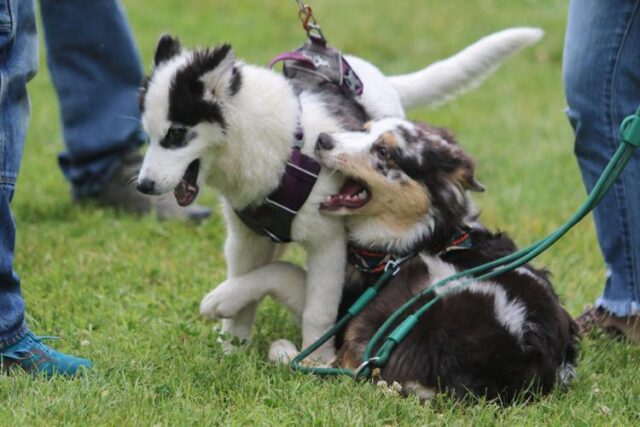 At most outdoor events in Douglas County, dogs are allowed but not the focus. On Saturday, dogs got their day of recognition with an event specifically for them with Barks & Recreation.

Organized by Saving Grace Humane Society, the event brought local vendors, food trucks and. veterinary staff to Stewart Park in Roseburg, where they spent the afternoon connecting with and providing services to dogs and their owners.

Alongside the treats, clothing, grooming treatments and more they could receive from vendors, attendees also took part in challenges such as a peanut butter eating contest to win prizes and get up-to-date on their pet's shots with a free mobile vaccination clinic.

For More Information Please Visit www.nrtoday.com