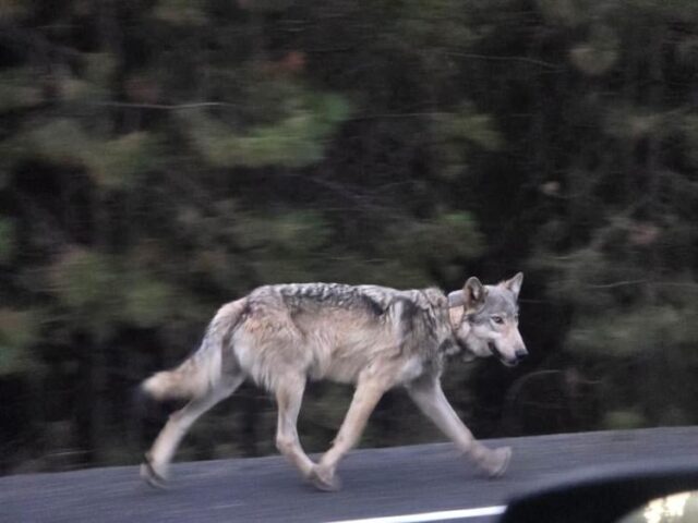 A dispersing male gray wolf originating from the Indigo Pack has been seen frequently around the Cascade Lakes Highway corridor in recent weeks.

A release from the Oregon Department of Fish and Wildlife said this radio-collared wolf, known as OR-213 of the Indigo Pack, known to roam the Diamond Lake area, has been moving throughout the eastern slopes of the Cascades, and ODFW has received many reports of his travels.

It is common for young wolves to leave their family packs as they mature. They may travel hundreds or even thousands of miles while searching for a mate, available habitat, and an opportunity to establish a territory. They are typically not in the same area long before they move on.

The release said OR-213 may look lean, but wolves are generally at their leanest during late summer and after shedding their summer coat. As a transient wolf covering long distances, this condition is not unusual for him.

Wolves are generally shy and will avoid contact with people. Wardens say if people encounter a wolf, they should give it plenty of space. Do not approach, follow, feed, or otherwise attempt to interact with a wolf. Those who encounter a wolf while they are recreating on foot should make noise and wave their arms in the air to make themselves look larger.