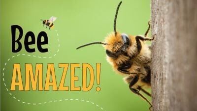 The Roseburg Public Library announced it will host Bee Amazed! presented by the University of Oregon’s Museum of Natural and Cultural History at 1:00 p.m. on Tuesday, August 18th.

A city of Roseburg release said youth from pre-kindergarten through fifth grade are invited to catch the buzz and be delighted by the wonderful world of Oregon bees as there are more than 500 kinds. Kids can discover mason bees, cuckoo bees, mining bees, longhorn bees and, of course, honeybees. The event offers hands-on science fun and buzz-worthy activities about bugs and bees while exploring these mighty mini-beasts of nature.

The free program will be held at the library on Northeast Diamond Lake Boulevard, as part of their Summer Reading Program. The event is made possible by a grant from the Douglas County Cultural Coalition and the Oregon Cultural Trust.

For More Information Please Visit www.nrtoday.com