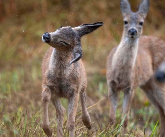 The Bureau of Land Management announced a temporary motorized vehicle restriction at the North Bank Habitat Management Area from June 1 through July 15 to protect Columbia white-tailed deer during peak fawning season. The restriction is being implemented in coordination with the U.S. Fish and Wildlife Service and the Oregon Department of Fish and Wildlife.

Officials said the entrance gate to the Comstock Day-Use Area will be closed to motorized vehicle access to reduce disturbance within the Jackson Creek drainage fawning habitat. Pedestrian access will remain open 24 hours a day, and visitors may continue accessing the area on foot, by bicycle or on horseback through alternate access points.

For More Information Please Visit www.nrtoday.com