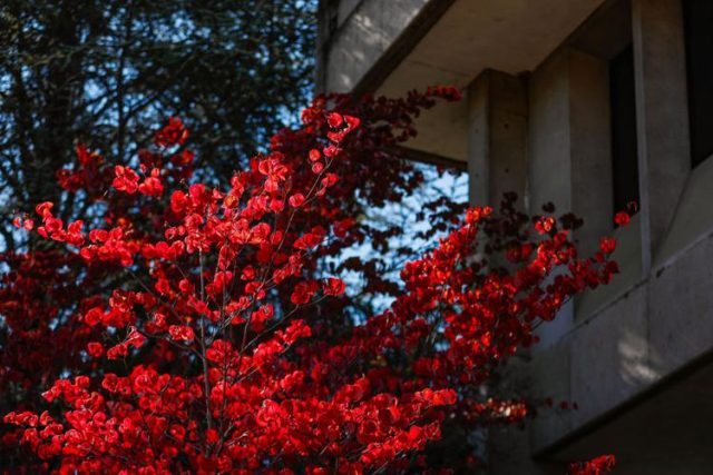 As fall arrives, vibrant colors fill the county’s foliage, and downtown Roseburg is no exception. Leaves in shades of red, yellow, orange and green line the streets. With sunny weather in the forecast, it’s a great week to take a walk and enjoy the scenery.