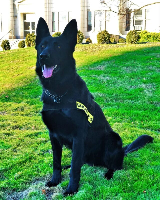 Douglas County Sheriff’s Office K9 Zoro tracked down a suspect in a burglary on Saturday night.

A DCSO report said at approximately 10:40 p.m. deputies were dispatched after a caller said there was a burglary in progress at the residence in the 1000 block of North Gazley Road in the Myrtle Creek area. The reporting party advised that there were two males inside the home and a female associated with a sub-compact vehicle had fled after she was confronted.

Undersheriff Brad O’Dell said while responding, deputies located the vehicle in question and conducted a traffic stop. Deputies detained the driver, a 34-year-old woman from Canyonville. She was taken into custody and charged with conspiracy to commit a Class felony and for unlawful possession of methamphetamine.

For More Information Please Visit www.nrtoday.com